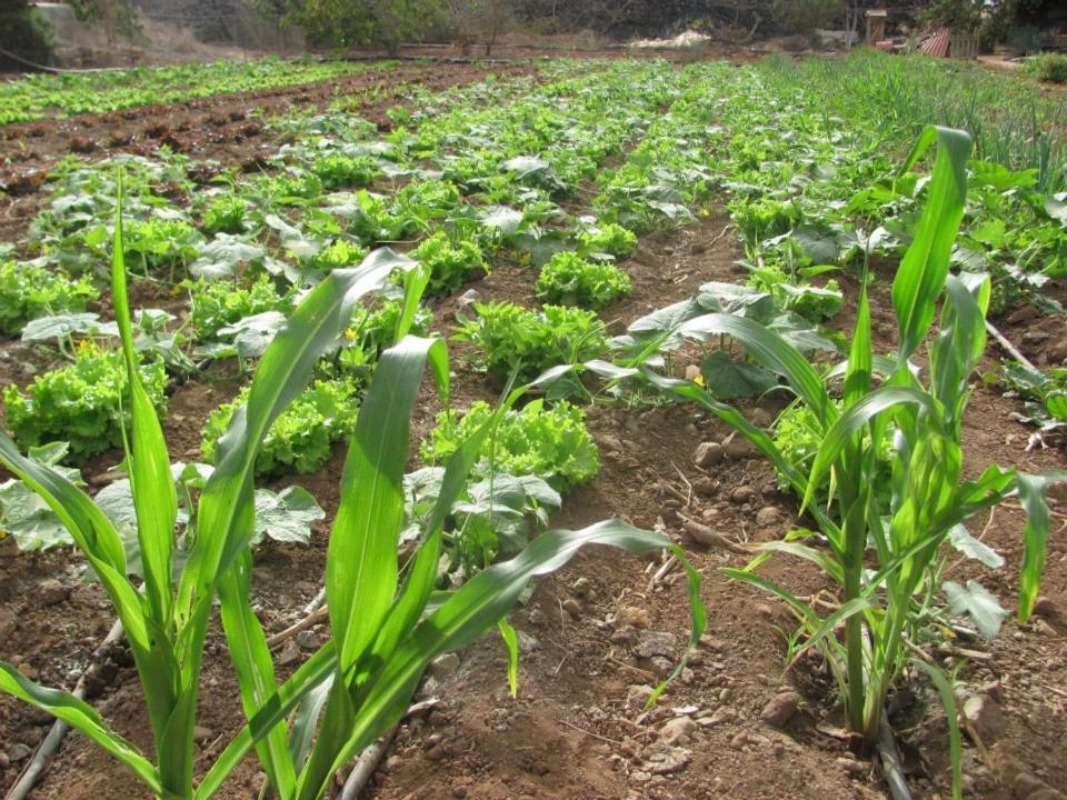 Casa Rural Finca Las Dulces Chío Kültér fotó